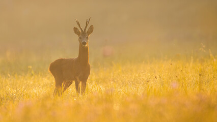 Attentive roe deer, capreolus capreolus, buck standing on a meadow illuminated by orange morning light. Mammal with antlers in golden hour. Animal wildlife in autumn nature.
