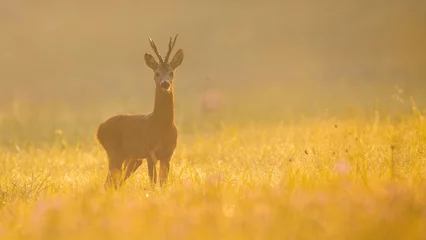 Poster Attentive roe deer, capreolus capreolus, buck standing on a meadow illuminated by orange morning light. Mammal with antlers in golden hour. Animal wildlife in autumn nature. © WildMedia