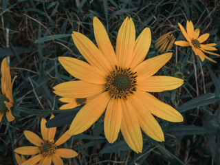 yellow flower on a black background