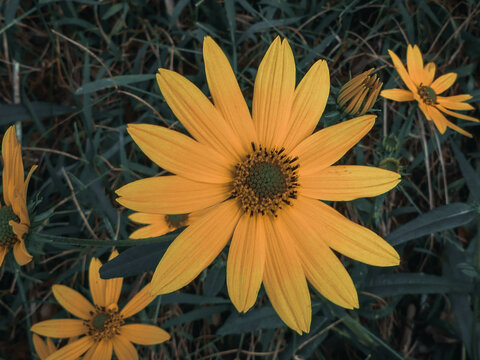 Yellow Flower On A Black Background