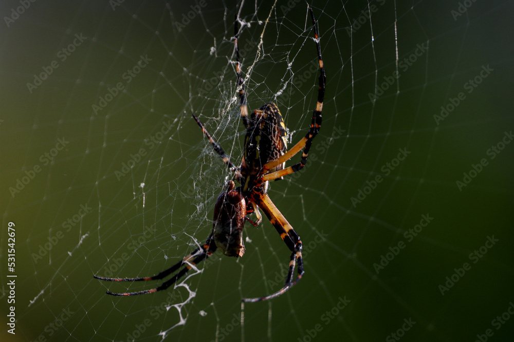 Wall mural spider on web