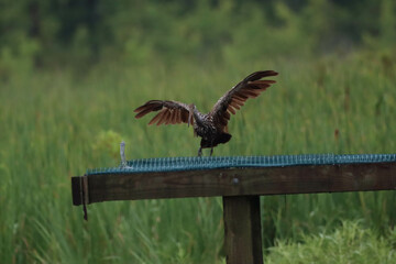 limpkin