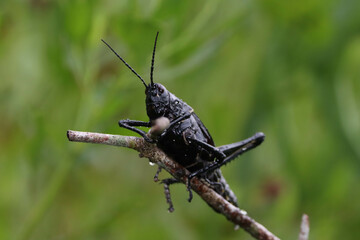 grasshopper on a leaf