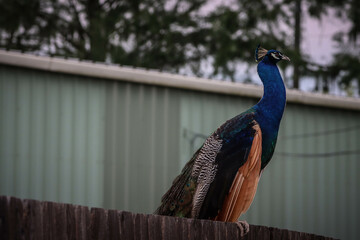 portrait of a peacock