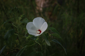 flower in the wind
