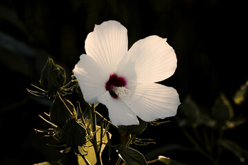 white flower on black background