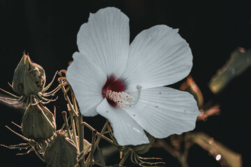 flower of a poppy