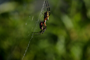 spider on a web