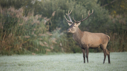 Alert red deer, cervus elaphus, stag standing on a frost covered meadow on an early morning in autumn. Wild herbivore with antlers looking aside and breathing out a vapor with copy space.