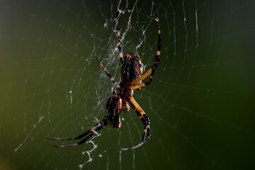 spider on web