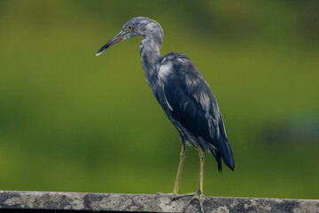 great blue heron