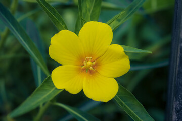 yellow flower with dew drops