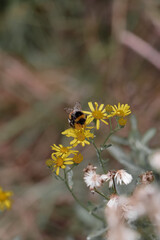 bee on a flower