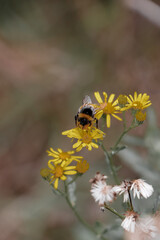 bee on yellow flower