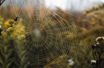 Spider web without spider on autumn background. Close-up.