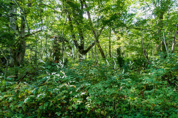 サラシナショウマの群生【戸隠神社奥社参道・9月】／日本長野県長野市【妙高戸隠連山国立公園】