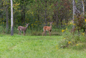 Two White-tailed Deer Near The Woods