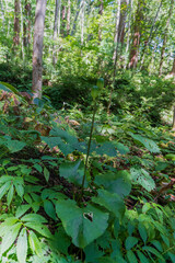 ウバユリ（Cardiocrinum cordatum）の実と葉／日本長野県・戸隠神社9月