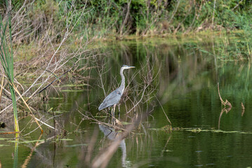 Juvenile Great Blue Heron On The River