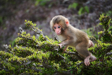 Baby Japanese Macaque climbing on branches at Arashiyama Monkey Park Iwatayama in Kyoto, Japan