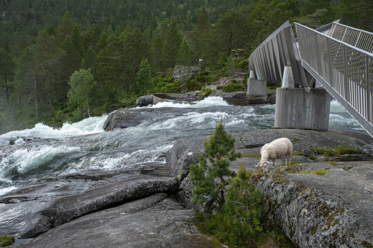 Wonderful landscapes in Norway. Vestland. Beautiful scenery of Likholefossen waterfall and river Eldalselva Gaula. Mountain, trees and sheeps in background. Cloudy day. Selective focus