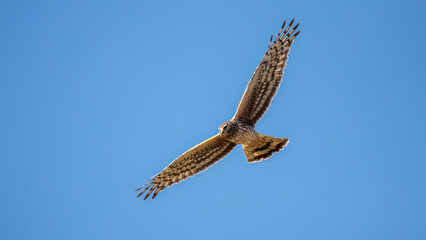 Hawk Soaring