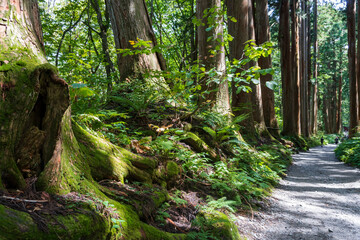 大木が並ぶ戸隠神社奥社参道の杉並木／日本長野県長野市【妙高戸隠連山国立公園】