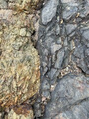 bark of a tree