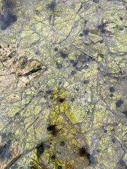 lichen on rock