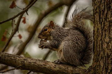 Naklejka na ściany i meble Gray Squirrel eats a nut in a tree