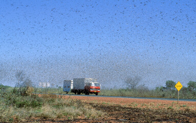 A plague of locusts swarm across the country side near Port Headland in Western Australia. The Swarm took twenty minutes to pass one spot.