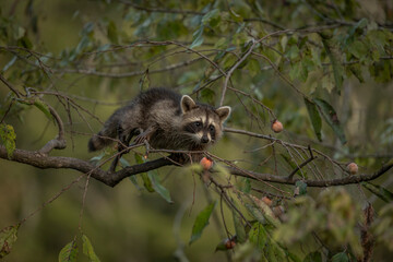 Baby Racoon climb Persimmon Trees to reach and eat its fruit