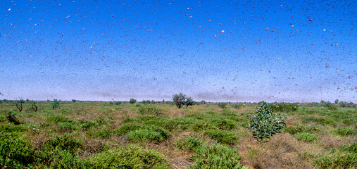 A plague of locusts swarm across the country side near Port Headland in Western Australia. The...