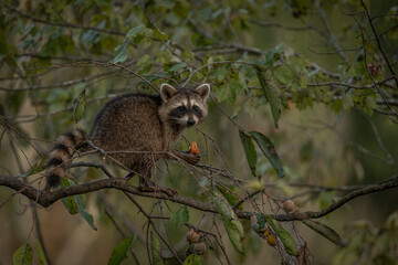 Baby Racoon climb Persimmon Trees to reach and eat its fruit