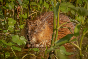 Muskrat eating greens in the marsh