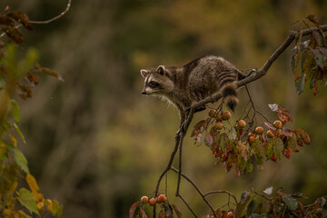 Baby Racoon climb Persimmon Trees to reach and eat its fruit