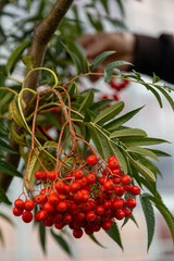 red berries on a branch