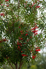 red berries of a tree