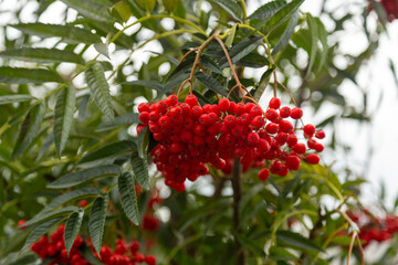 red berries on a tree