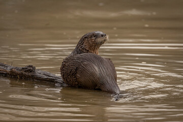 River Otter on a log in the marsh