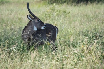Grazing Waterbuck in Tanzania