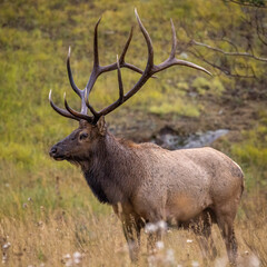 Bull Rocky Mountain elk (cervus canadensis) standing broadside while observing his harem during the fall rut on overcast day at Rocky Mountain National Park Colorado, USA 