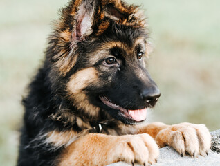 German Shepard Puppy