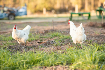 Chickens