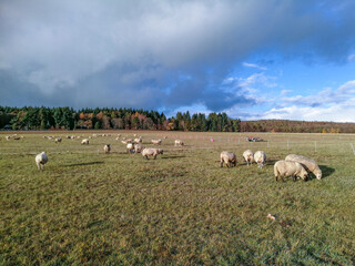 Obraz premium herd of sheeps grazing at the meadow