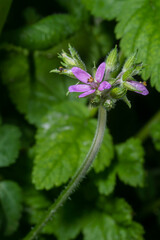 Flowers and stem of Erodium moschatum on a green background of leaves.