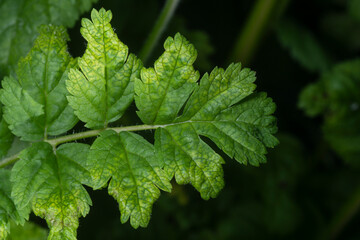 Close up of a green leaf, Erodium moschatum or Musk stork's-bill.
