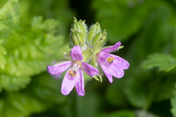 Close-up view of two beautiful violet flowers of the species erodium moschatum or Musk stork's-bill.