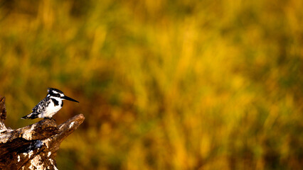 Kingfisher on a stump 