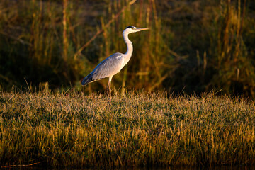 Obraz na płótnie Canvas great blue heron in the marsh